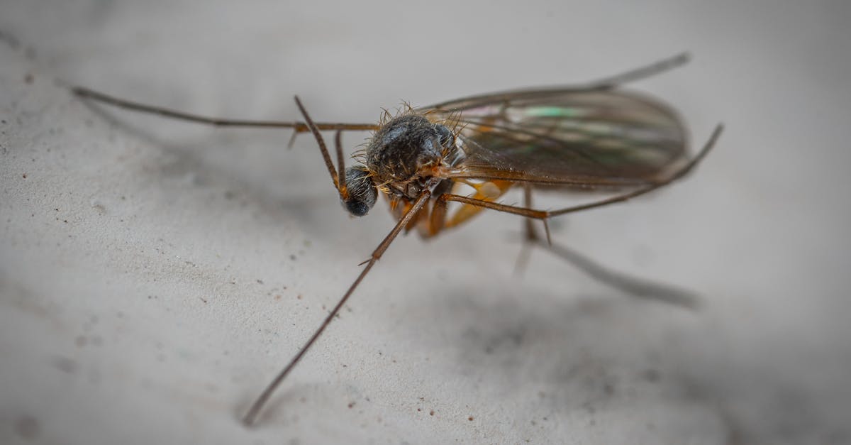 tout savoir sur les moucherons : identification, prévention et solutions pour vous en débarrasser efficacement.