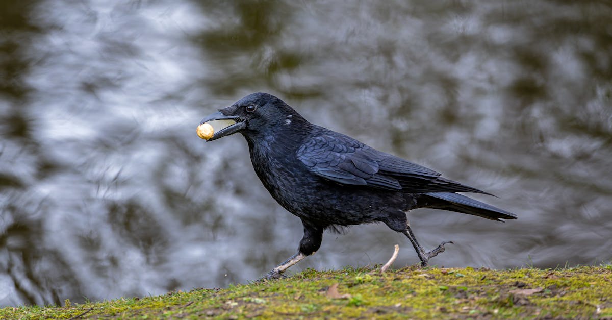 découvrez tout sur les moucherons : comment les identifier, les prévenir et les éliminer efficacement de votre maison.